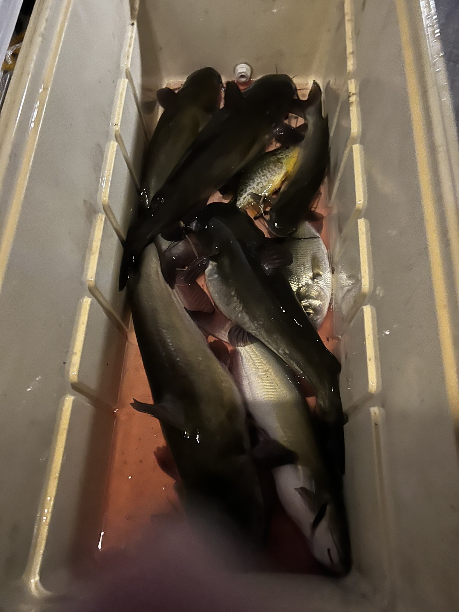 Fresh catch of the day on ice