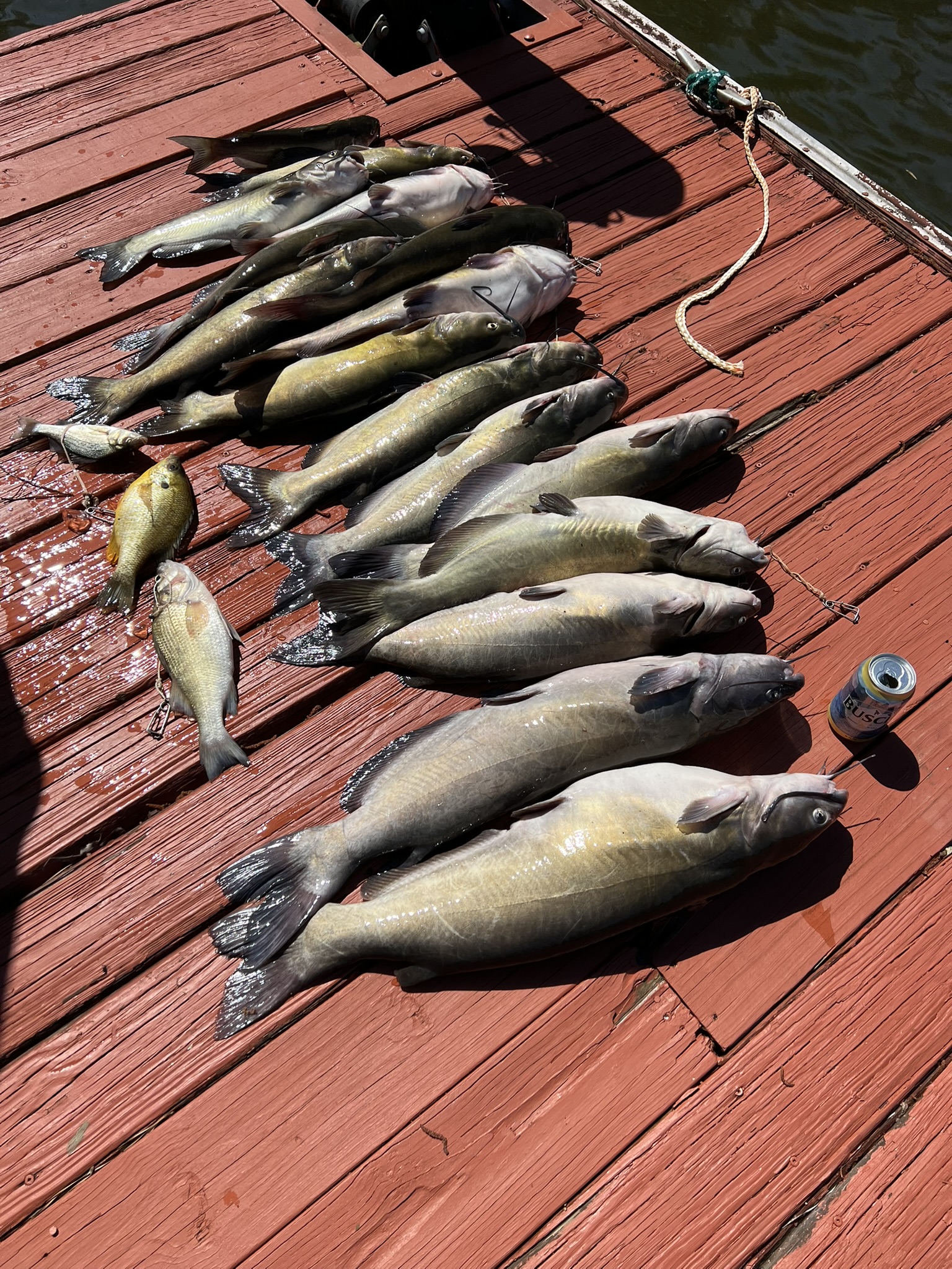 Big catfish haul on the dock