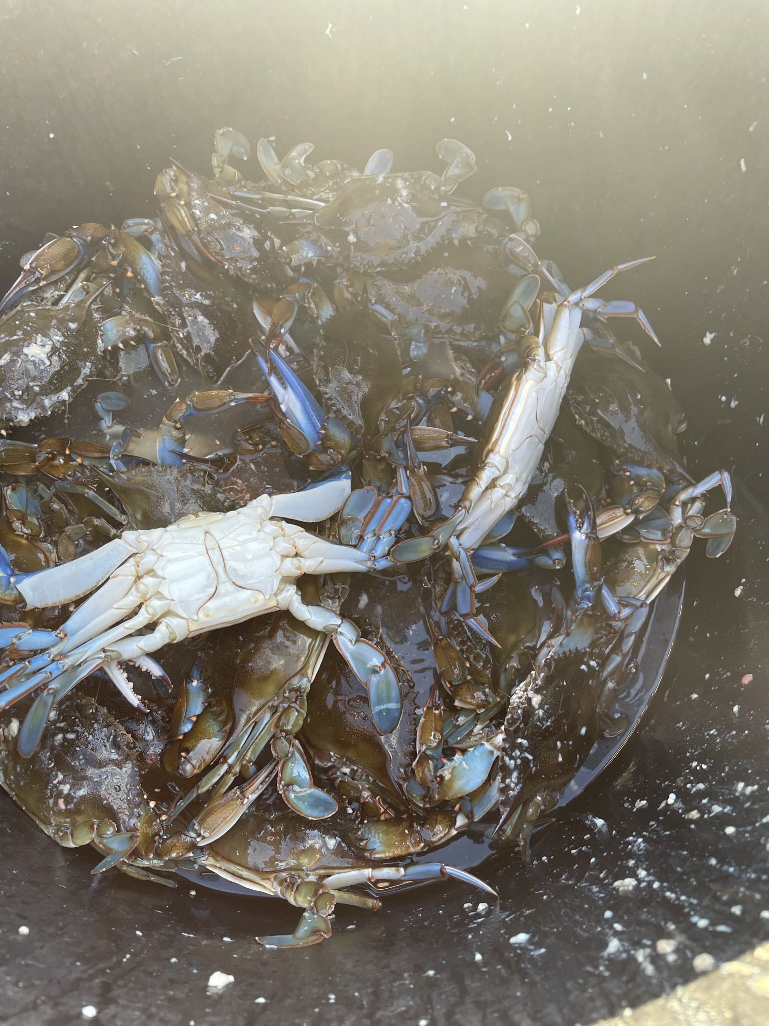 Live blue crabs in bucket