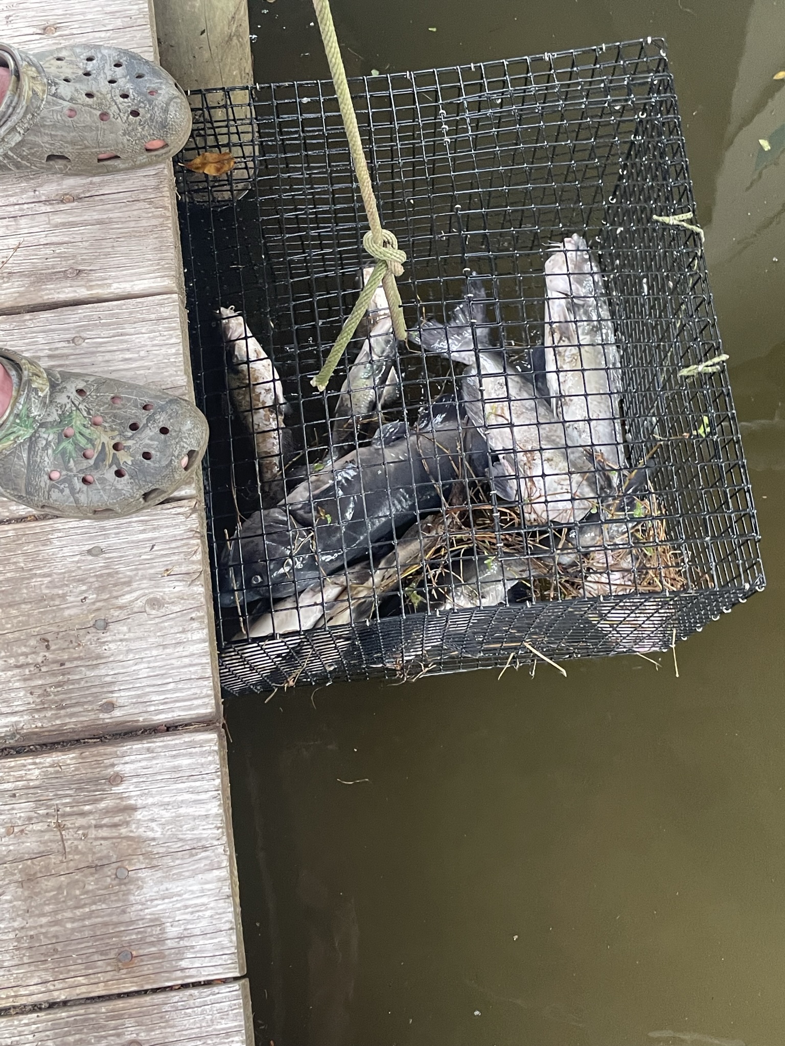 Fish trap being pulled from dock