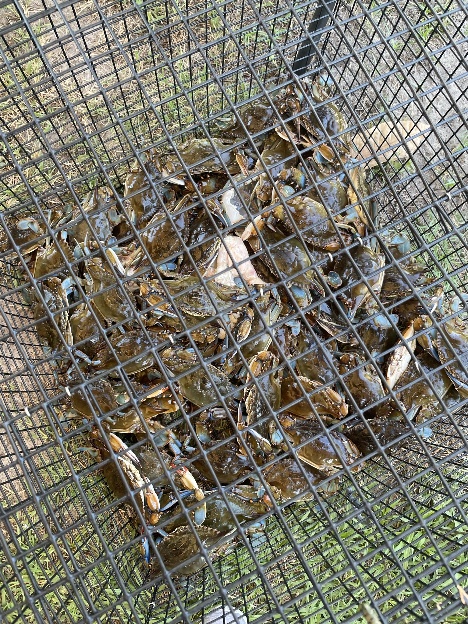 Blue crabs in trap