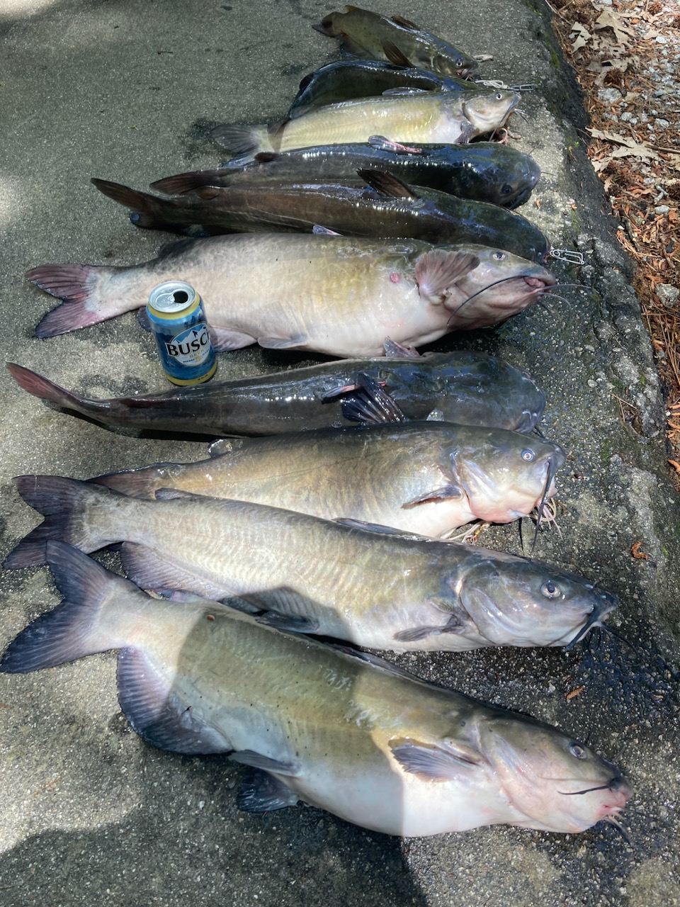 Trophy catfish catch laid out
